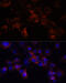 Replication factor C subunit 4 antibody, 19-694, ProSci, Immunoprecipitation image 