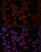 Solute Carrier Family 25 Member 27 antibody, 15-224, ProSci, Immunofluorescence image 