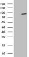 hSMURF2 antibody, CF806655, Origene, Western Blot image 