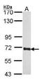Negative elongation factor B antibody, GTX102043, GeneTex, Western Blot image 