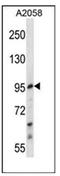 E2F Transcription Factor 7 antibody, AP51351PU-N, Origene, Western Blot image 