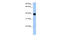 Single Stranded DNA Binding Protein 4 antibody, 25-548, ProSci, Western Blot image 