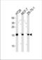hAG-2 antibody, TA324828, Origene, Western Blot image 