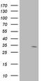 Short Chain Dehydrogenase/Reductase Family 9C Member 7 antibody, LS-C172451, Lifespan Biosciences, Western Blot image 
