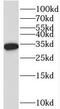 RWD Domain Containing 1 antibody, FNab07539, FineTest, Western Blot image 