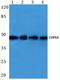 COP9 Signalosome Subunit 3 antibody, PA5-75173, Invitrogen Antibodies, Western Blot image 