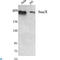 Lysine-specific demethylase 5C antibody, LS-C813124, Lifespan Biosciences, Western Blot image 