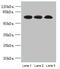Spermatid Associated antibody, orb356923, Biorbyt, Western Blot image 
