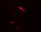 Rubicon Autophagy Regulator antibody, A12453, Boster Biological Technology, Immunofluorescence image 