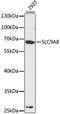 Sodium/hydrogen exchanger 8 antibody, LS-C747898, Lifespan Biosciences, Western Blot image 