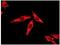 Heat shock protein HSP 90-alpha antibody, ab133491, Abcam, Immunofluorescence image 