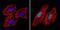 Paired amphipathic helix protein Sin3a antibody, PA1-870, Invitrogen Antibodies, Immunofluorescence image 