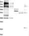 Capping Protein Regulator And Myosin 1 Linker 1 antibody, NBP1-91222, Novus Biologicals, Western Blot image 