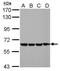 EH domain-containing protein 4 antibody, PA5-30717, Invitrogen Antibodies, Western Blot image 