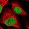 RAD54 Like antibody, PA5-65665, Invitrogen Antibodies, Immunofluorescence image 