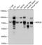 WD Repeat Domain 26 antibody, 13-748, ProSci, Western Blot image 