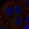 NADPH oxidase activator 1 antibody, HPA044781, Atlas Antibodies, Immunocytochemistry image 