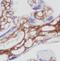 Carbohydrate Sulfotransferase 14 antibody, FNab01694, FineTest, Immunohistochemistry frozen image 
