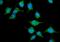 Solute Carrier Family 10 Member 1 antibody, A06872-1, Boster Biological Technology, Immunofluorescence image 