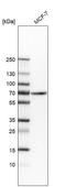 Solute Carrier Family 7 Member 5 antibody, HPA056077, Atlas Antibodies, Western Blot image 