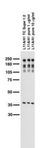 Neurofascin antibody, 73-027, Antibodies Incorporated, Western Blot image 
