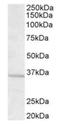 G Protein Subunit Beta 3 antibody, orb19225, Biorbyt, Western Blot image 