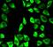 Peroxiredoxin-6 antibody, FNab06759, FineTest, Immunofluorescence image 