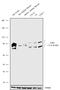 Fragile X mental retardation syndrome-related protein 1 antibody, 711442, Invitrogen Antibodies, Western Blot image 