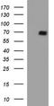 Scavenger Receptor Class B Member 1 antibody, CF507181, Origene, Western Blot image 