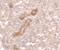Caveolae Associated Protein 3 antibody, PA5-34523, Invitrogen Antibodies, Immunohistochemistry paraffin image 