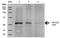 PPT antibody, orb376709, Biorbyt, Western Blot image 