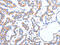 Acyl-CoA Dehydrogenase Short Chain antibody, CSB-PA957686, Cusabio, Immunohistochemistry frozen image 