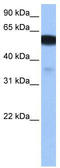 Solute Carrier Family 9 Member B1 antibody, TA339997, Origene, Western Blot image 