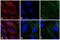 Mouse IgG (H+L) antibody, A-21203, Invitrogen Antibodies, Immunofluorescence image 