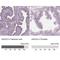 Stabilizer Of Axonemal Microtubules 2 antibody, NBP1-90520, Novus Biologicals, Immunohistochemistry paraffin image 