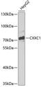 CpG-binding protein antibody, 14-981, ProSci, Western Blot image 
