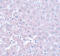 Calcium Homeostasis Modulator 1 antibody, A03599-1, Boster Biological Technology, Immunohistochemistry paraffin image 
