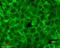 Heat shock protein HSP 90-beta antibody, SMC-149B-FITC, StressMarq, Immunofluorescence image 