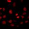 HIRA Interacting Protein 3 antibody, orb412526, Biorbyt, Immunofluorescence image 