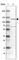 Cadherin Related 23 antibody, HPA017232, Atlas Antibodies, Western Blot image 