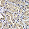Cell Cycle And Apoptosis Regulator 2 antibody, LS-C346240, Lifespan Biosciences, Immunohistochemistry frozen image 