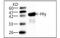 Listeriolysin O antibody, MBS838011, MyBioSource, Western Blot image 