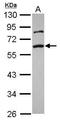 SMAD2 antibody, GTX111075, GeneTex, Western Blot image 