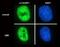 CUGBP Elav-Like Family Member 1 antibody, MA1-16675, Invitrogen Antibodies, Immunofluorescence image 