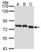 Glycyl-TRNA Synthetase antibody, PA5-30038, Invitrogen Antibodies, Western Blot image 