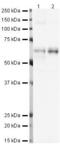 Solute Carrier Family 1 Member 2 antibody, PA5-19706, Invitrogen Antibodies, Western Blot image 