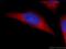 SID1 Transmembrane Family Member 1 antibody, 55352-1-AP, Proteintech Group, Immunofluorescence image 