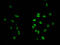H12 antibody, LS-C670331, Lifespan Biosciences, Immunofluorescence image 