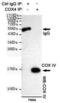 Cytochrome C Oxidase Subunit 4I1 antibody, GTX49132, GeneTex, Immunoprecipitation image 