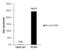 DNA replication licensing factor MCM6 antibody, PA5-35922, Invitrogen Antibodies, Chromatin Immunoprecipitation image 